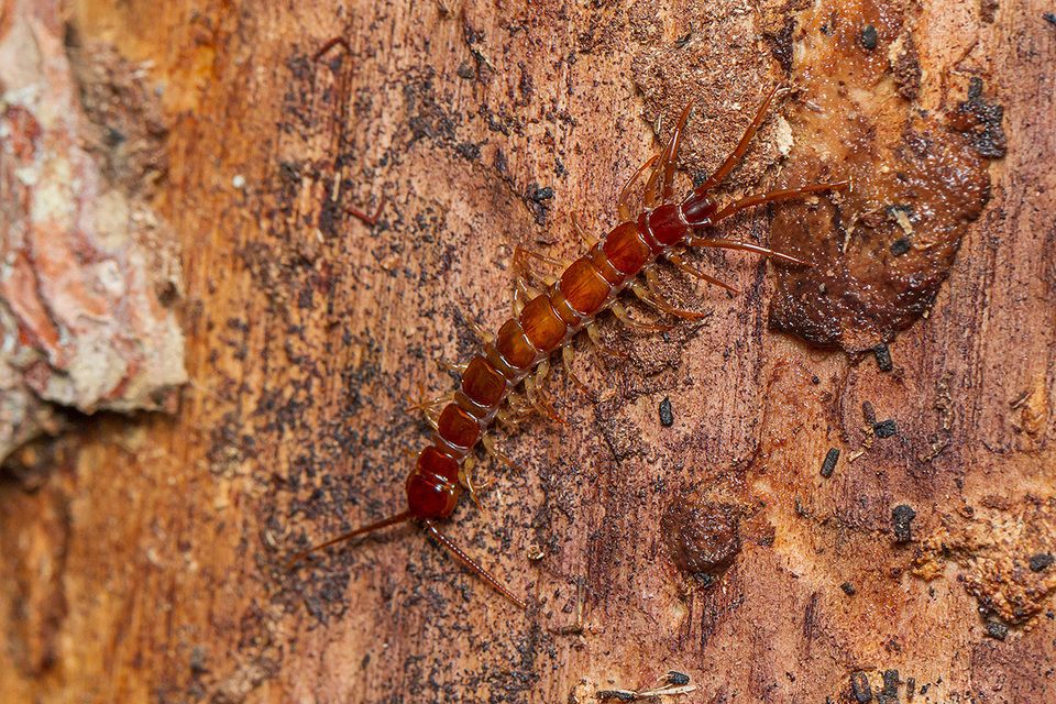 Lithobiidae
