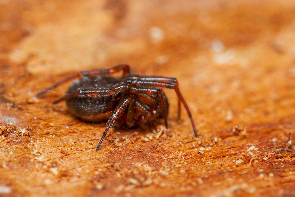 Steatoda bipunctata - kétpettyes faggyúpók