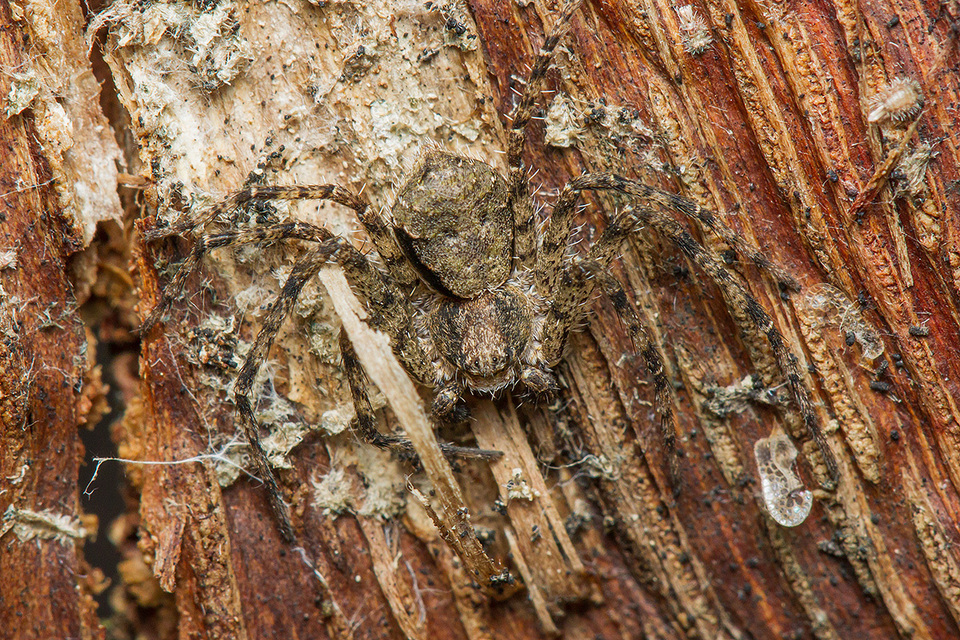 Philodromus poecilus - cifra karolópók