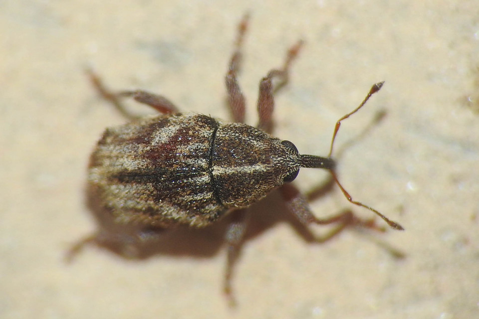 Trichosirocalus troglodytes - kis útifűormányos