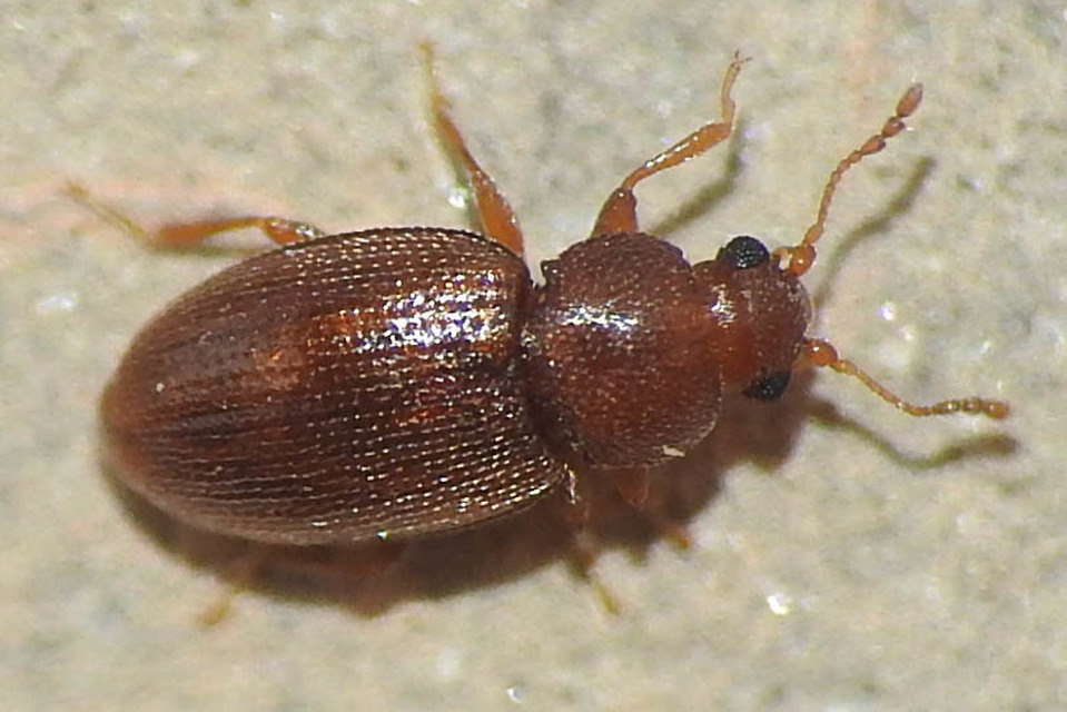 Latridiidae - pudvabogárfélék Latridiidae - pudvabogárfélék