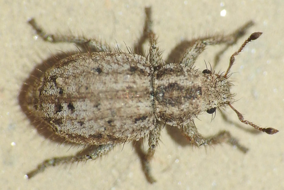 Cycloderes pilosulus - pikkelyeslábú ormányos