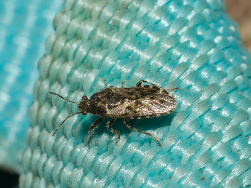 Heterogaster urticae - tarka bodobács