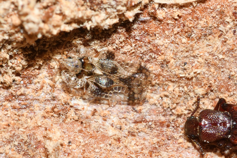 Corythucha arcuata - tölgy-csipkéspoloska
