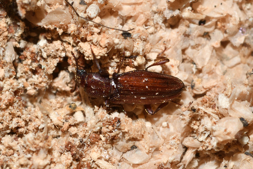 Bothrideres bipunctatus - szívnyakú humuszbogár