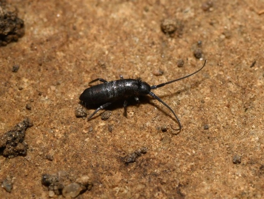 Tomoceridae