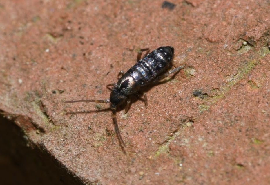 Tomoceridae