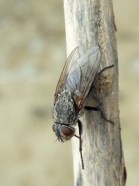 Pollenia