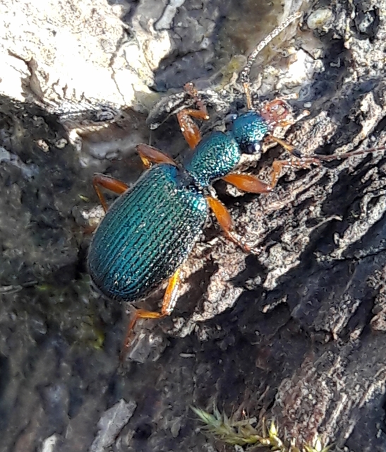 Drypta dentata - atlaszfutó