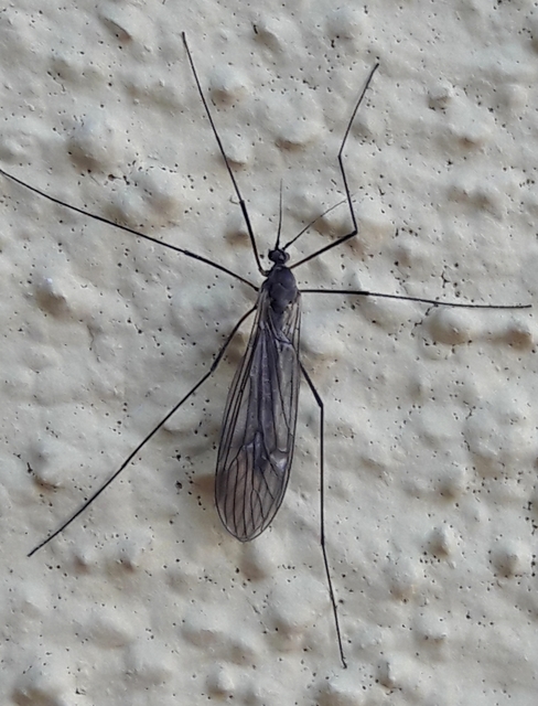 Trichocera