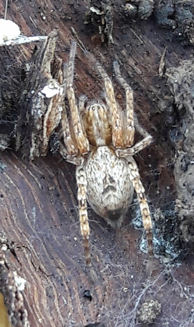 Anyphaena accentuata - jegyespók