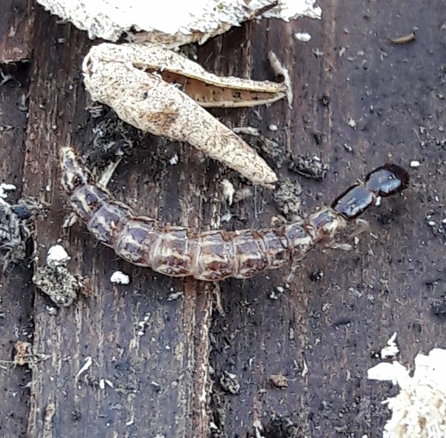 Raphidioptera - Tevenyakú-fátyolkák