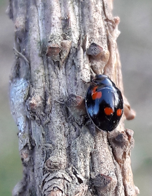 Exochomus quadripustulatus - négyfoltos szerecsenkata