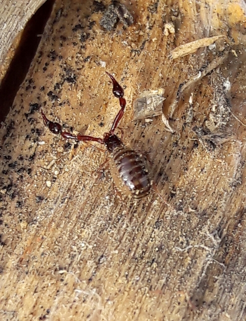Pseudoscorpionida - Álskorpiók