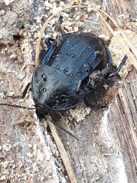 Phosphuga atrata - bordás csigarabló