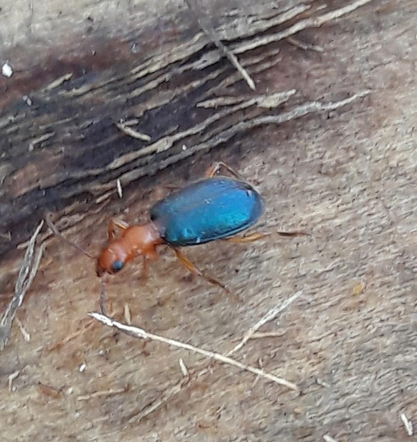 Brachinus explodens - kis pöfögőfutó