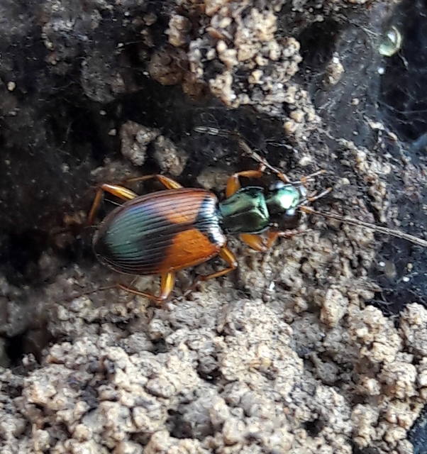 Anchomenus dorsalis - hátfoltos kisfutó