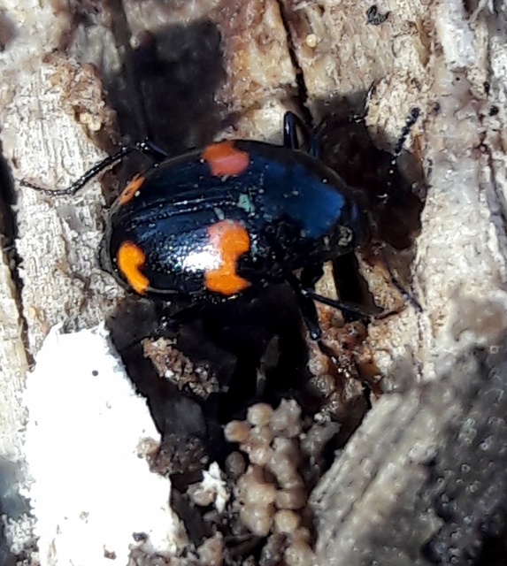 Scaphidium quadrimaculatum - négyfoltos sajkabogár
