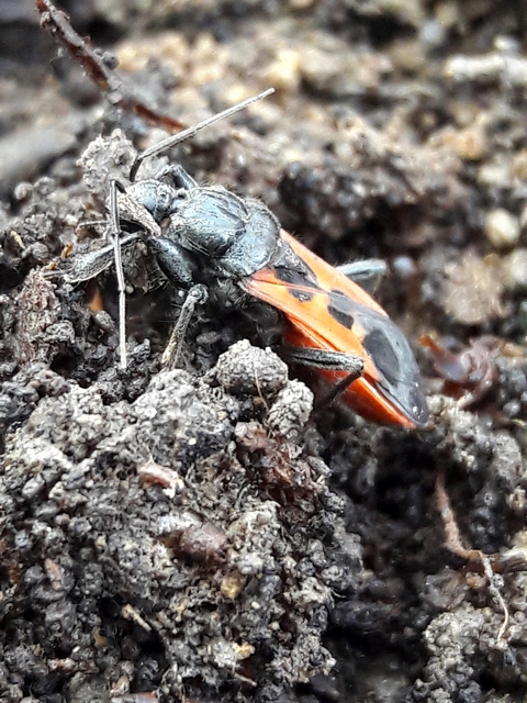 Peirates hybridus - foltos rablópoloska