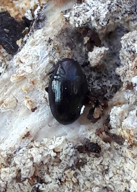 Scaphidema metallicum - fémzöld taplóbogár