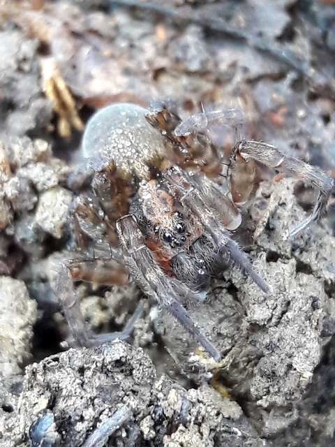 Trochosa