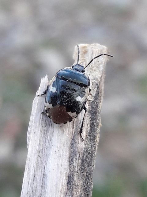 Tritomegas bicolor - foltos földipoloska