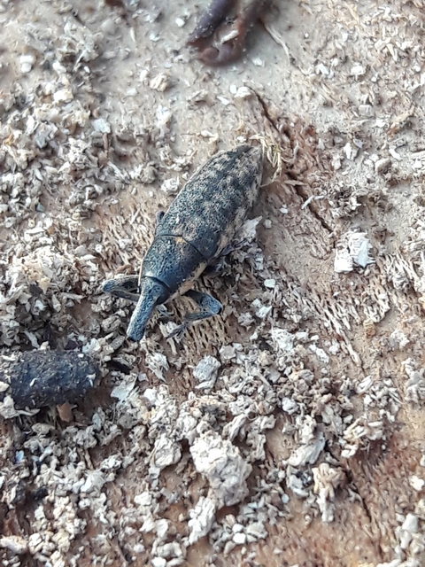Lixus subtilis - disznóparéj-dudvabarkó