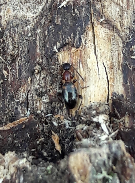 Anthelephila pedestris - hangyaszerű fürgebogár