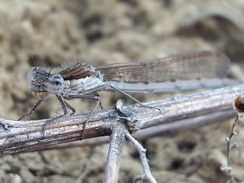 Sympecma fusca - téli rablószitakötő