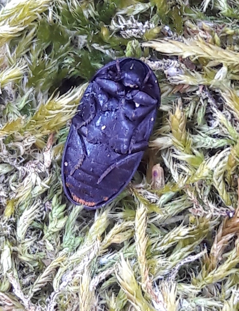 Dermestes olivieri - rőtszőrű porva Dermestes olivieri - rőtszőrű porva