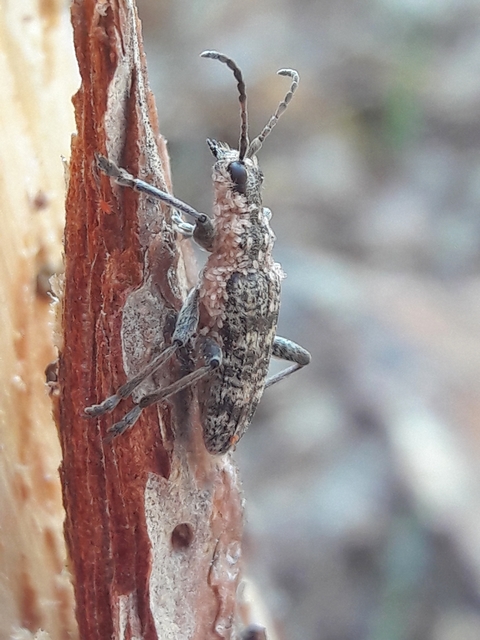 Rhagium inquisitor - fenyves-tövisescincér