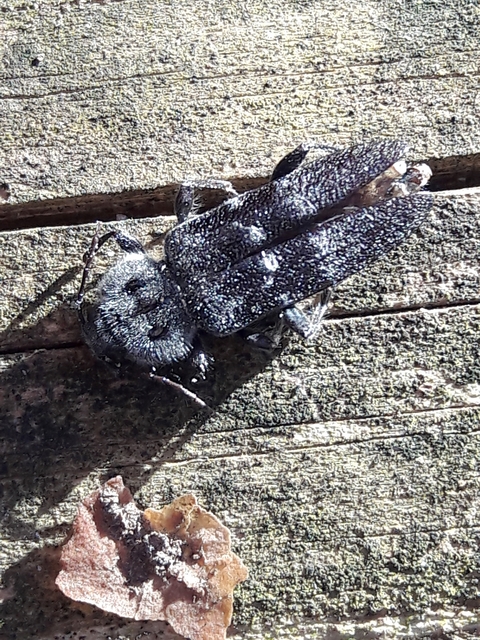 Hylotrupes bajulus - házicincér