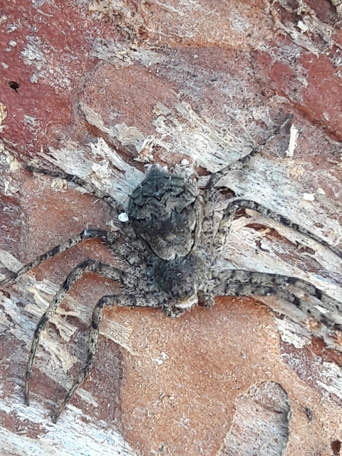 Philodromus poecilus - cifra karolópók