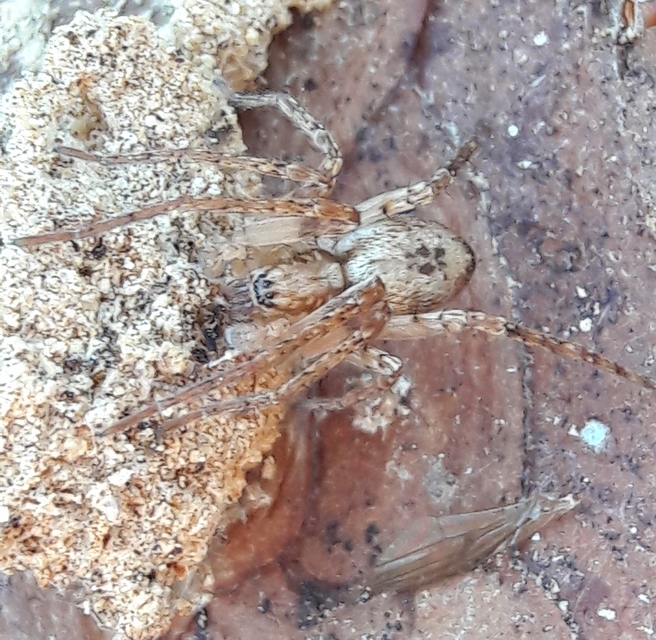 Anyphaena accentuata - jegyespók