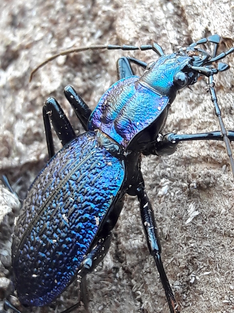Carabus intricatus - kék laposfutrinka