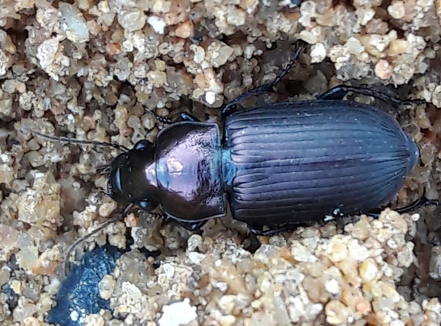 Harpalus distinguendus - mezei lomhafutó