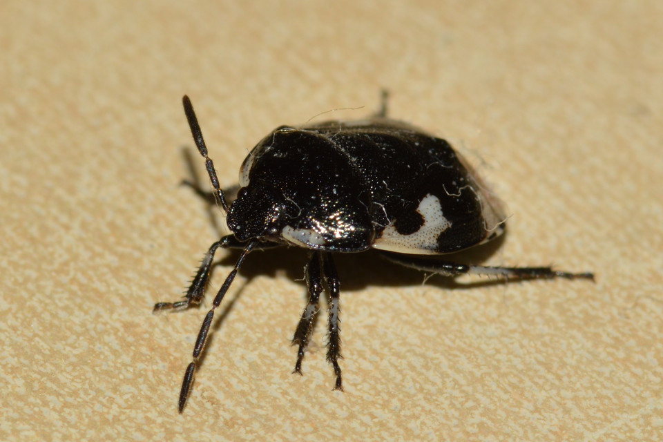 Tritomegas bicolor - foltos földipoloska