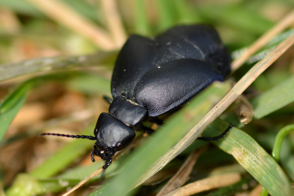 Meloe uralensis - uráli nünüke