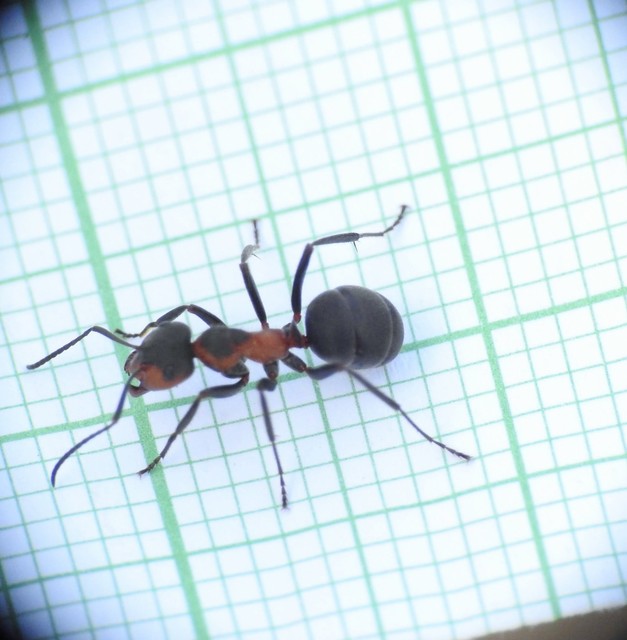 Formica pratensis - réti vöröshangya
