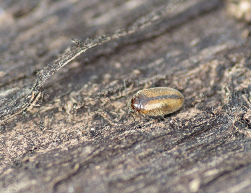 Scirtidae - rétbogárfélék