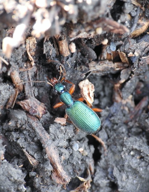 Drypta dentata - atlaszfutó