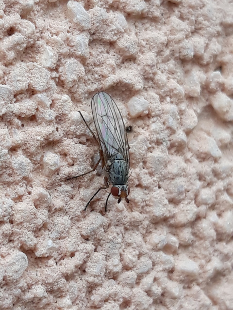 Heleomyzidae - tüskésszárnyú legyek