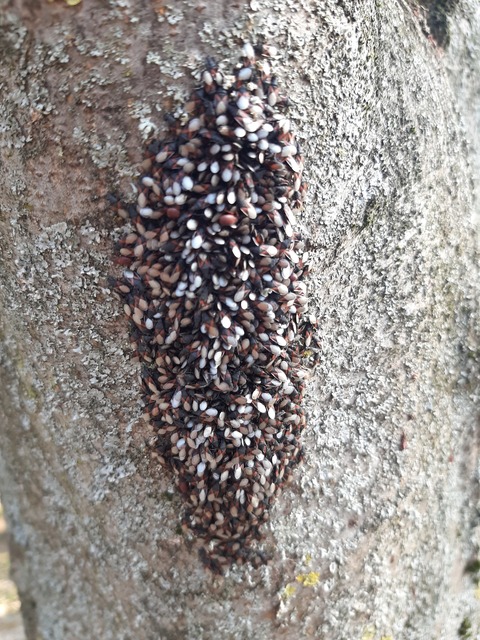 Oxycarenus lavaterae - hársbodobács