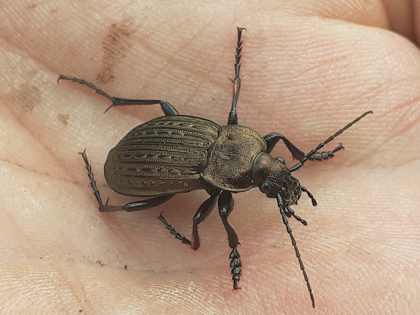 Carabus ulrichii planitiae - alföldi rezes futrinka Carabus ulrichii planitiae - alföldi rezes futrinka