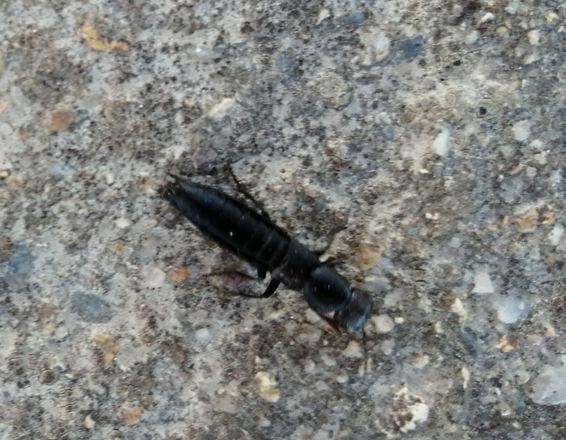Ocypus