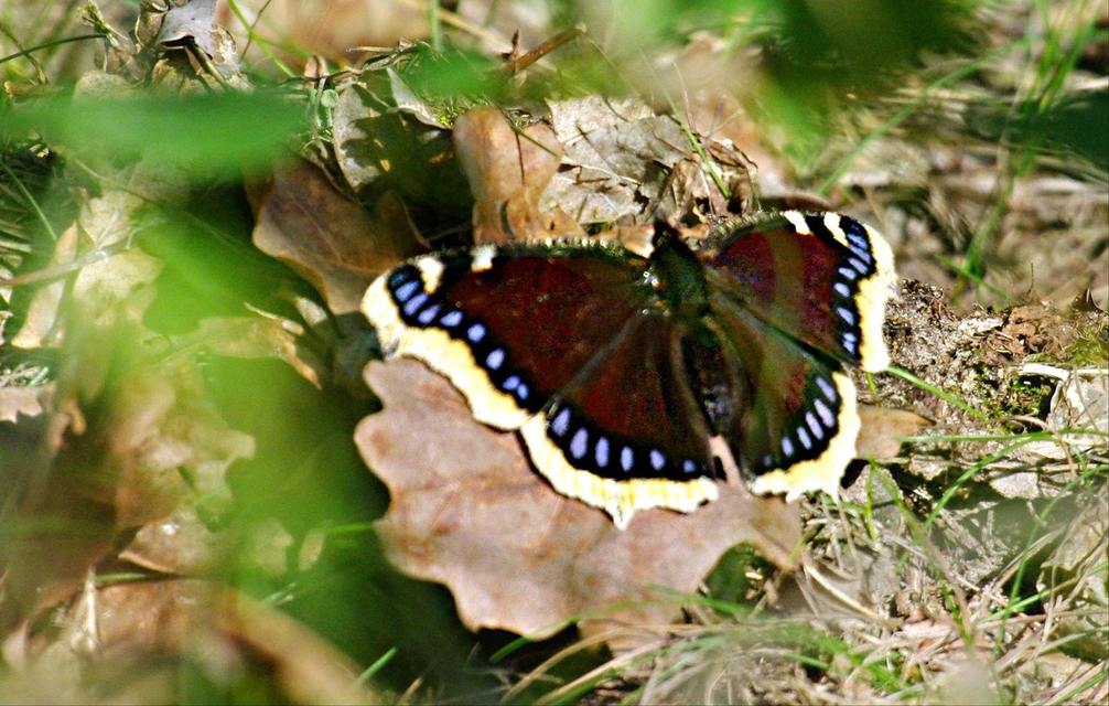 Nymphalis antiopa - gyászlepke