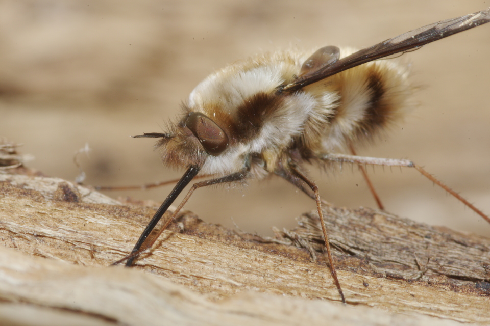 Bombylius major - szegélyes pöszörlégy
