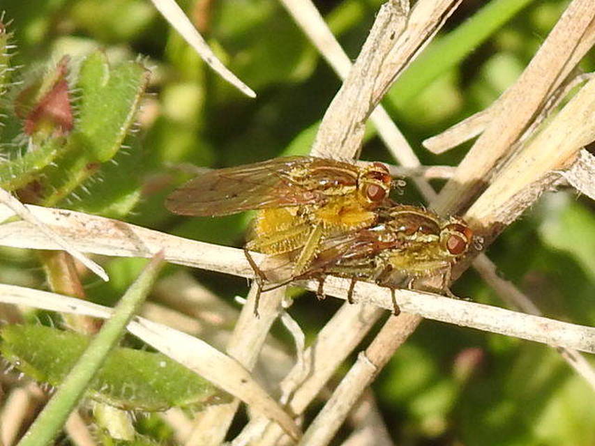 Scathophaga stercoraria - közönséges trágyalégy