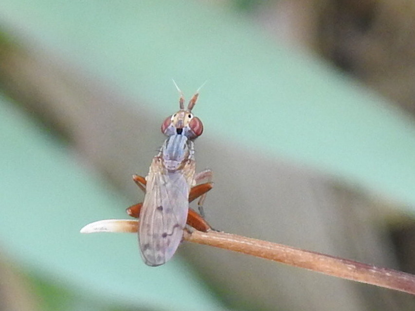Sciomyzidae - szarvaslégyfélék