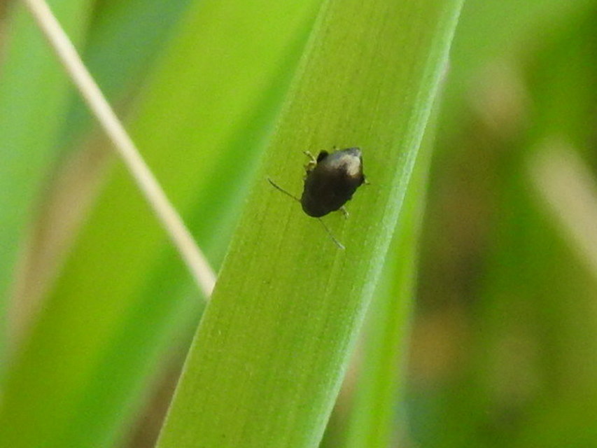 Chaetocnema